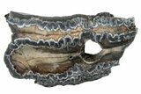 Mammoth Molar Slice with Case - South Carolina #266392-2